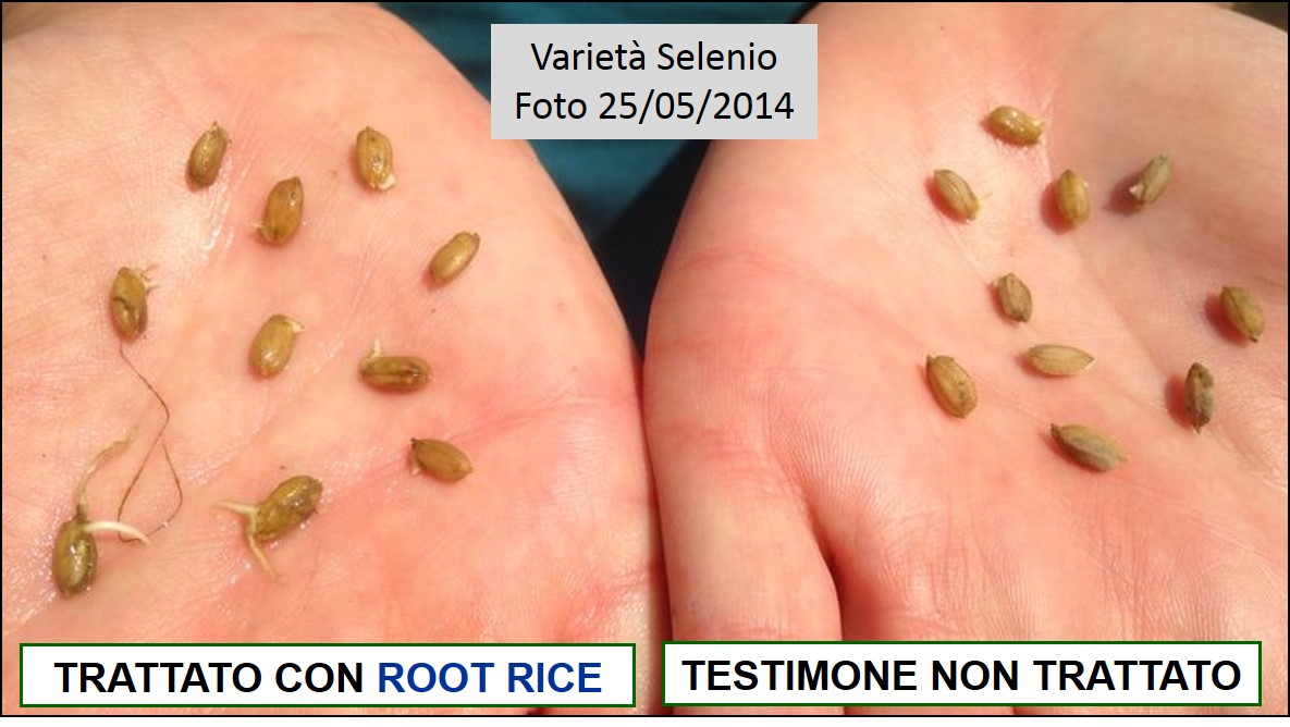 Comparazione delle piante di riso trattate con ROOT RICE e Testimone